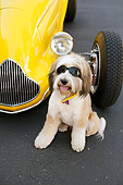DOG 02 RK0398 01
Tibetan Terrier Sitting Wearing Glasses By Hot Rod Car