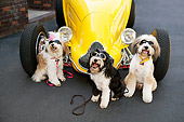 DOG 02 RK0399 01
Humorous Shot Of Three Tibetan Terriers Wearing Glasses Sitting By Hot Rod Car