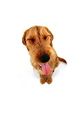DOG 02 RK0408 01
Wide Angle Of Airedale Terrier Mack Sitting White Seamless