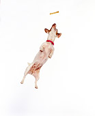 DOG 02 RK0409 01
Jack Russell Terrier Jumping For Bone White Seamless