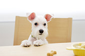 DOG 02 YT0001 01
Miniature Schnauzer Standing On Chair By Table