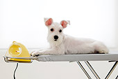 DOG 02 YT0002 01
Miniature Schnauzer Laying On Ironing Board
