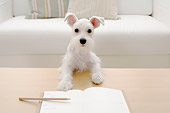 DOG 02 YT0005 01
Miniature Schnauzer Standing And Peeking Over Coffee Table