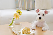 DOG 02 YT0006 01
Miniature Schnauzer Standing And Peeking Over Coffee Table
