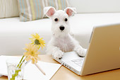 DOG 02 YT0008 01
Miniature Schnauzer Standing At Laptop On Coffee Table