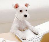 DOG 02 YT0009 01
Miniature Schnauzer Standing At Laptop On Coffee Table
