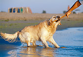 DOG 03 CB0010 01
Golden Retriever Playing Tug Of War With Owner On Beach