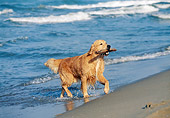 DOG 03 CB0011 01
Golden Retriever Fetching Stick From Water On Beach