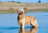 DOG 03 CB0012 01
Golden Retriever Standing In Shallow Water