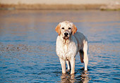 DOG 03 CB0018 01
Young Golden Retriever Standing In Shallow Water