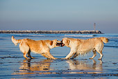 DOG 03 CB0025 01
Two Golden Retrievers Fighting Over Stick On Beach