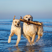 DOG 03 CB0026 01
Two Golden Retrievers Emerging From Water With Stick