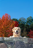 DOG 03 CE0022 01
Golden Retriever Looking Over Rock Wall