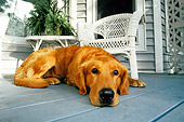 DOG 03 DB0009 01
Golden Retriever Laying On Porch