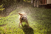 DOG 03 DB0017 01
Golden Retriever Shaking Off Water On Grass