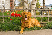 DOG 03 DB0026 01
Golden Retriever Laying By Flowers Tree Fence House