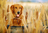 DOG 03 DB0038 01
Shoulder Shot Of Golden Retriever Sitting In Boat In Marsh