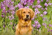 DOG 03 DB0041 01
Shoulder Shot Of Golden Retriever In Field Of Lavender Flowers