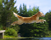 DOG 03 DC0040 01
Golden Retriever Leaping Into Lake From Dock