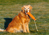 DOG 03 DS0011 01
Golden Retriever Sitting In On Grass Holding Orange Dummy In Mouth