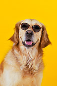 DOG 03 JD0001 01
Head Shot Of Golden Retriever Wearing Sunglasses