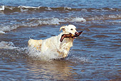 DOG 03 JE0009 01
Golden Retriever Retrieving Stick From Ocean