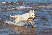 DOG 03 JE0010 01
Golden Retriever Retrieving Stick From Ocean