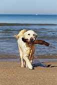 DOG 03 JE0012 01
Golden Retriever Retrieving Stick From Ocean