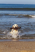 DOG 03 JE0013 01
Golden Retriever Retrieving Stick From Ocean