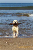 DOG 03 JE0014 01
Golden Retriever Retrieving Stick From Ocean