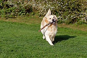 DOG 03 JE0020 01
Golden Retriever Running With Stick On Grass Field