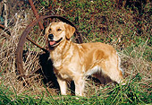 DOG 03 JN0002 01
Golden Retriever Standing On Grass By Old Rusty Wheel