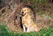 DOG 03 JN0006 01
Golden Retriever Sitting On Grass By Old Rusty Wheel