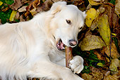 DOG 03 JS0001 01
Close-Up Of Golden Retriever Laying On Grass And Leaves Biting Stick