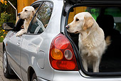 DOG 03 JS0002 01
Two Golden Retrievers Sitting Inside Car Waiting