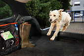 DOG 03 JS0003 01
Golden Retriever Jumping into Back Of Car
