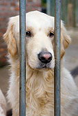 DOG 03 JS0004 01
Head Shot Of Golden Retriever Behind Bars