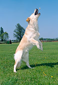 DOG 03 JS0006 01
Golden Retriever Jumping On Grass