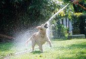 DOG 03 JS0007 01
Golden Retriever Standing On Grass Drinking Water From Hose