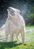 DOG 03 JS0008 01
Golden Retriever Standing On Grass Drinking Water From Hose