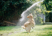 DOG 03 JS0009 01
Golden Retriever Drinking Water From Hose