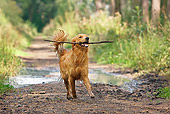 DOG 03 JS0011 01
Golden Retriever Fetching Stick On Muddy Dirt Path