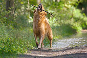 DOG 03 JS0012 01
Golden Retriever Fetching Stick On Muddy Dirt Path
