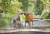 DOG 03 JS0013 01
Two Golden Retrievers Playing Tug Of War With Stick On Muddy Dirt Path