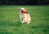 DOG 03 KH0018 01
Golden Retriever Running In Grass Field Carrying Toy