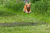 DOG 03 LS0061 01
Golden Retriever Jumping Over Puddle