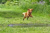 DOG 03 LS0062 01
Golden Retriever Jumping Over Puddle