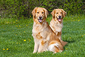 DOG 03 LS0067 01
Two Golden Retrievers Sitting On Grass
