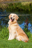 DOG 03 LS0072 01
Light Colored Golden Retriever Sitting On Grass By Pond