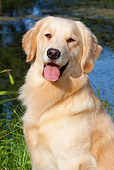 DOG 03 LS0073 01
Close-Up Of Light Colored Golden Retriever Sitting On Grass By Pond